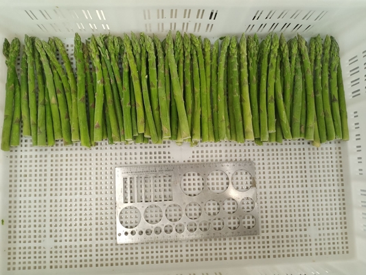 Get the Best Frozen Vegetable for Your Business Needs Green Asparagus