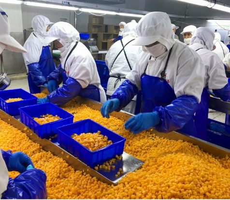 IQF Organik Sarı Şeftali K&uuml;pleri Toplu Paketlenmiş Dondurulmuş Meyveler Su P&uuml;resi B&uuml;t&uuml;n K&uuml;pler ve Yarım Dilimler Tatlı Lezzet Korunmuş 8