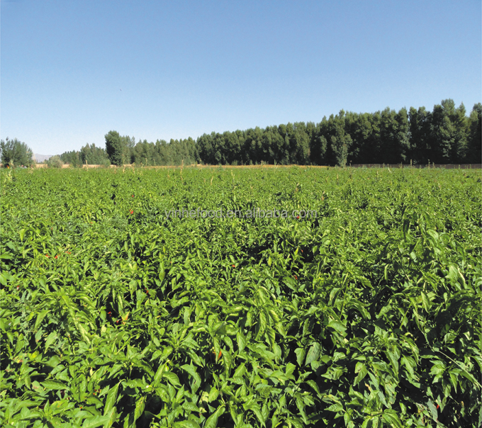 IQF Organik Sarı Şeftali Yarım Dilimleri Dondurulmuş Meyveler Tatlı Lezzet Toplu Paketlenmiş Korunmuş Su P&uuml;resi B&uuml;t&uuml;n K&uuml;pler K&uuml;p Doğranmış Yarım Dilim Mevcut 9
