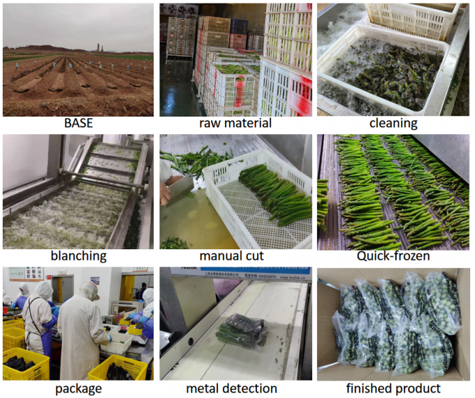 Kuşkonmaz U&ccedil;ları Esparragos Espargos Dondurulmuş Sebzeler IQF Dondurulmuş Yeşil Kuşkonmaz Tohumu A Kalite Toplu Ambalaj Kuşkonmaz Fiyatı 4