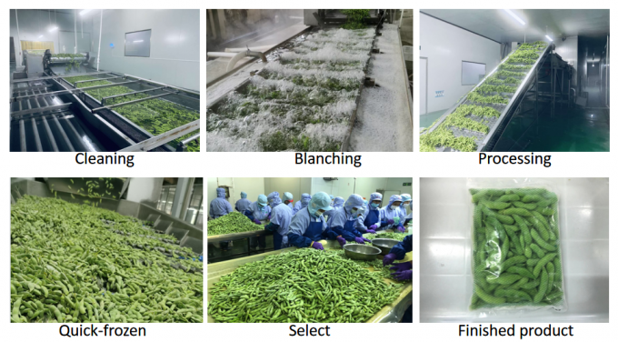 Toplu Organik Y&uuml;ksek Proteinli Dondurulmuş Sebze Pişirmeye Hazır IQF Soya Fasulyesi 4