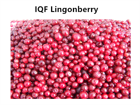 BRC, KOSHER, HELAL, IFS, BSCI IQF Dondurulmuş Lingonberry Kızılcık %100 Doğal Meyve Re&ccedil;eli Toplu Ambalaj 2 Yıl Raf &Ouml;mr&uuml; Kova 0