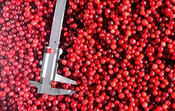 BRC, KOSHER, HELAL, IFS, BSCI IQF Dondurulmuş Lingonberry Kızılcık %100 Doğal Meyve Re&ccedil;eli Toplu Ambalaj 2 Yıl Raf &Ouml;mr&uuml; Kova 1