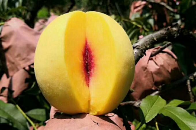 IQF Organik Sarı Şeftali Yarım Dilimleri Dondurulmuş Meyveler Tatlı Lezzet Toplu Paketlenmiş Korunmuş Su P&uuml;resi B&uuml;t&uuml;n K&uuml;pler K&uuml;p Doğranmış Yarım Dilim Mevcut 1