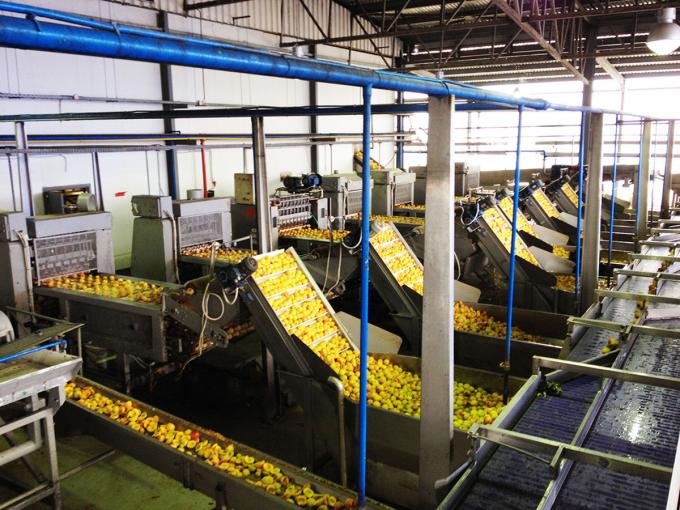 Toptan ve Perakende Satış İ&ccedil;in Y&uuml;ksek Kaliteli IQF Dondurulmuş Kayısı Yarısı Sıcak Satış Fabrika Fiyatı Su Koruma Toplu Paketleme 4