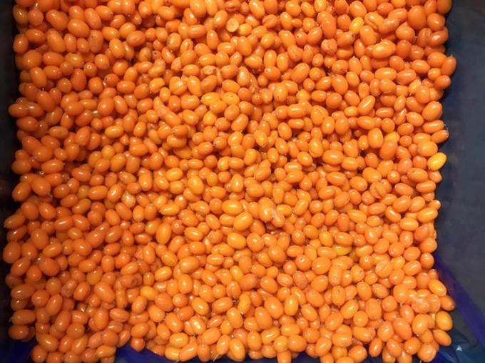 Menşei &Ccedil;in IQF Taze Dondurulmuş Yabani Deniz İğdesi Birinci Sınıf Deniz İğdesi Kızılcık Ahududu, Yaban Mersini Karışık Meyveler 3