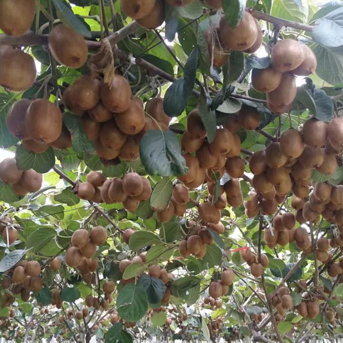 Kiwi Meyve Dondurulmuş Meyve Dondurulmuş Kiwi Top Kalite Doğal 2