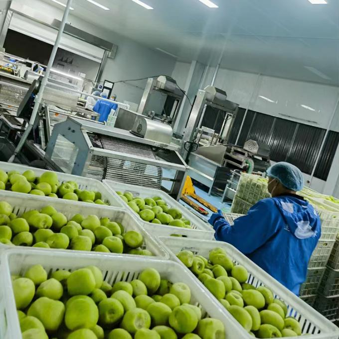 Kiwi Meyve Dondurulmuş Meyve Dondurulmuş Kiwi Top Kalite Doğal 4