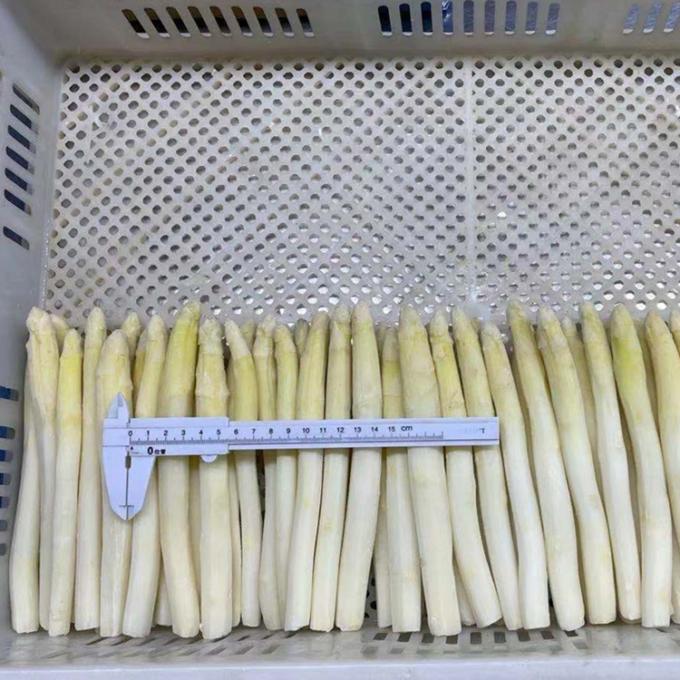 Alışveriş Satışı IQF Sebze IQF Dondurulmuş Beyaz T&uuml;yl&uuml; T&uuml;yl&uuml; Asparagus &Ccedil;in'den 0