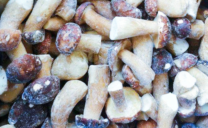 Dondurulmuş Mantarlar IQF BOLETUS EDULIS A Kalite 24 Ay Raf &Ouml;mr&uuml; ISO HACCP BRC KOSHER HELAL Sertifikalı 10 ton MOQ 2