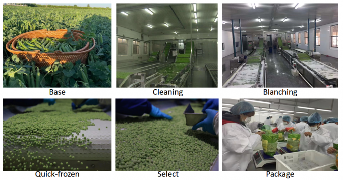 Toplu Satıcı IQF Dondurulmuş Yeşil Erzak 10kg 400gm Paketlenmiş 3