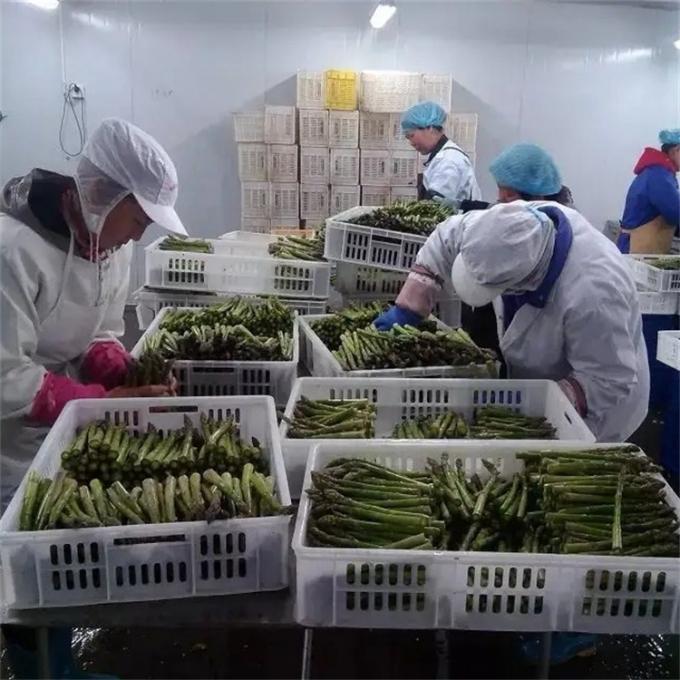 Fabrika Sertifikalı Kaliteli &Uuml;retim IQF Dondurulmuş Kuşkonmaz 7